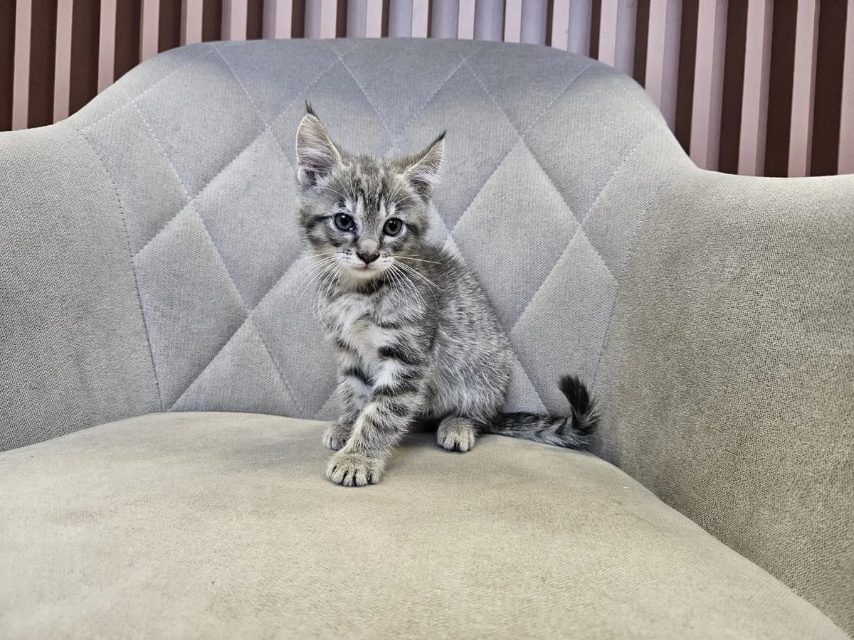 Pikis, Mixed Breed for adoption at Vilkaviškio Gyvūnų Globos Namai, Vilniaus m. sav.