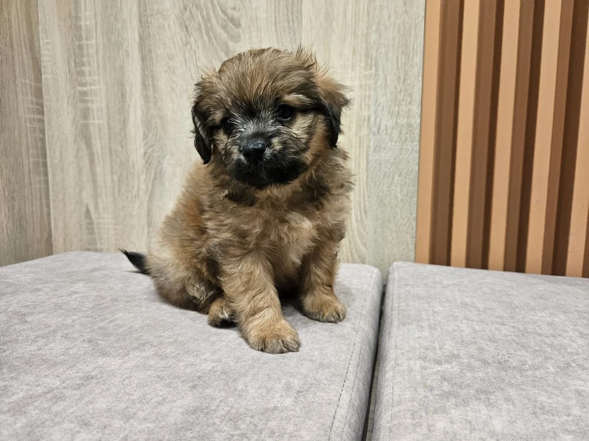 Piko, Mixed Breed for adoption at Vilkaviškio Gyvūnų Globos Namai, Vilniaus m. sav.
