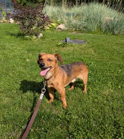 Pipiras,  Mixed Breed for adoption at Vilkaviškio Gyvūnų Globos Namai, Vilniaus m. sav.