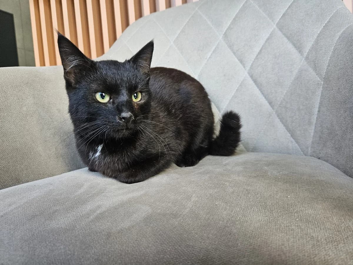 Princas,  Mixed Breed for adoption at Vilkaviškio Gyvūnų Globos Namai, Vilniaus m. sav.