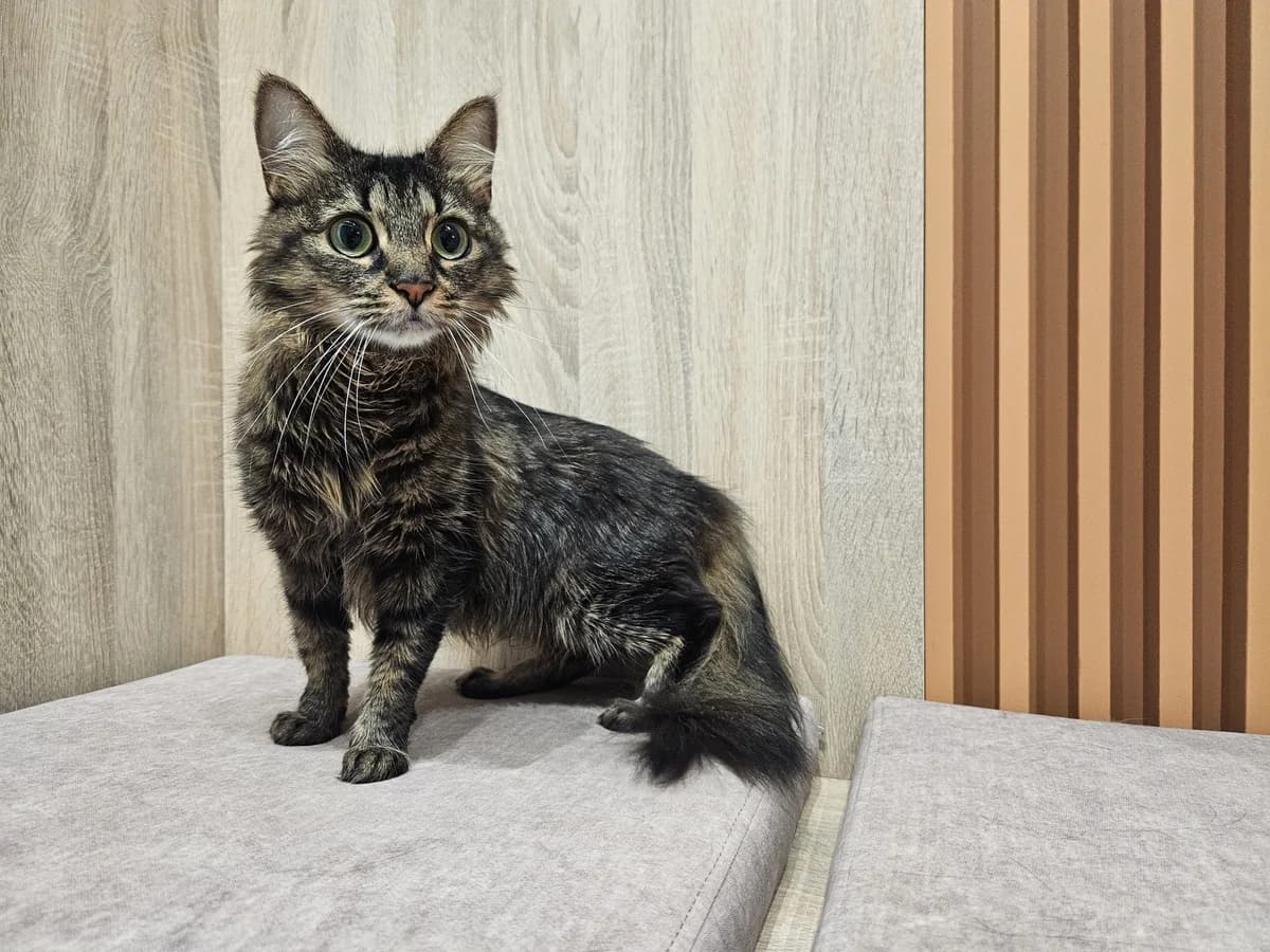 Puma, Mixed Breed for adoption at Vilkaviškio Gyvūnų Globos Namai, Vilniaus m. sav.