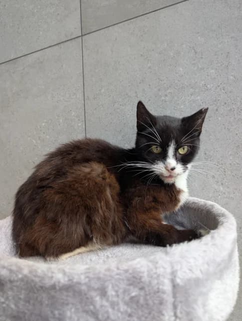 Ramunėlė,  Mixed Breed for adoption at Vilkaviškio Gyvūnų Globos Namai, Vilniaus m. sav.