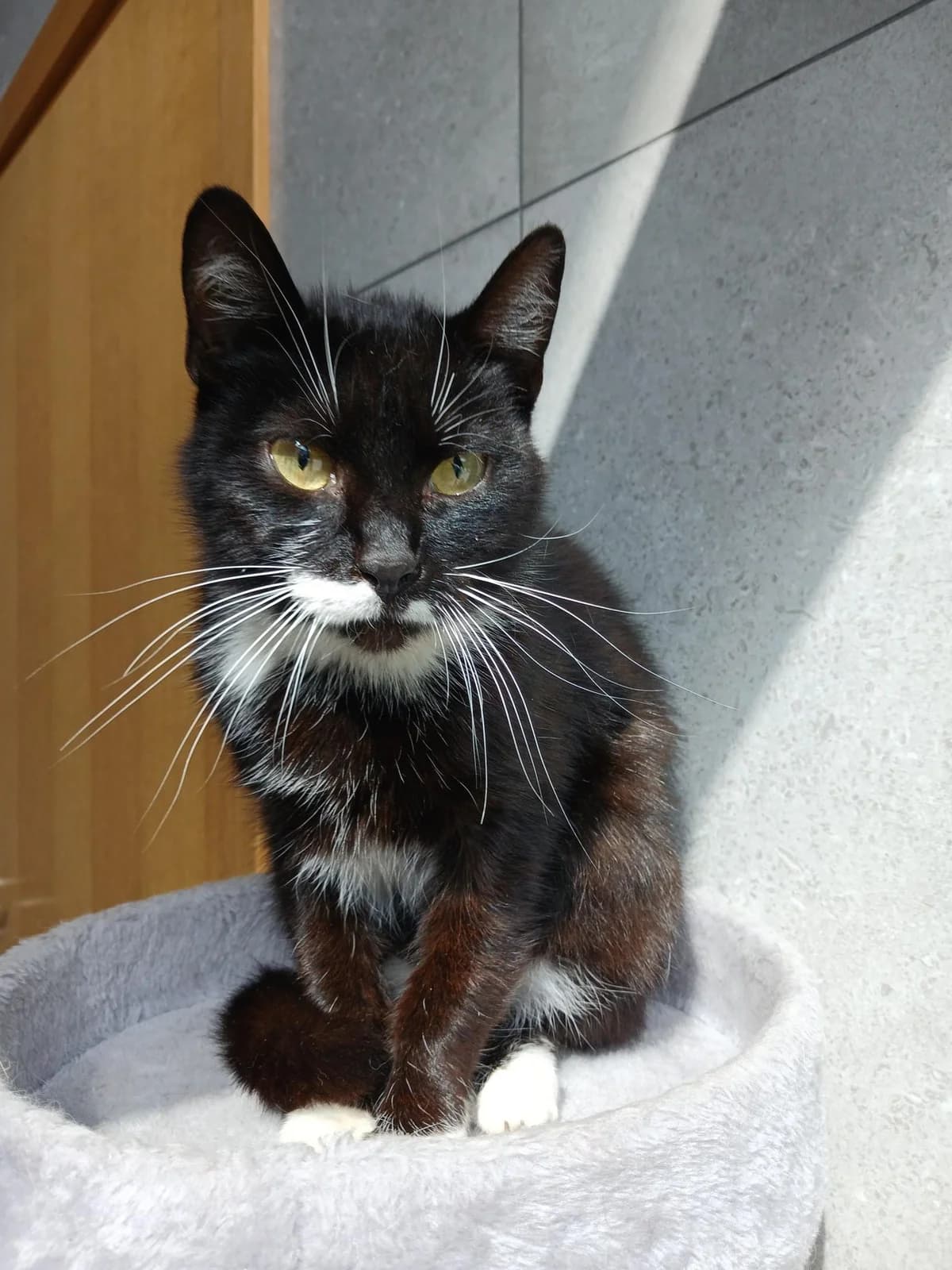Rikė,  Mixed Breed for adoption at Vilkaviškio Gyvūnų Globos Namai, Vilniaus m. sav.
