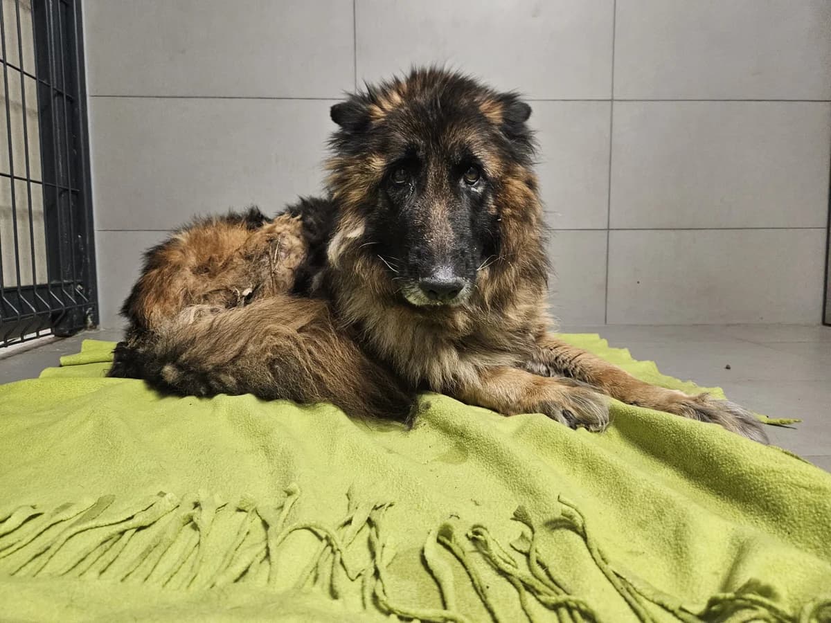 Rubė, Mixed Breed for adoption at Vilkaviškio Gyvūnų Globos Namai, Vilniaus m. sav.