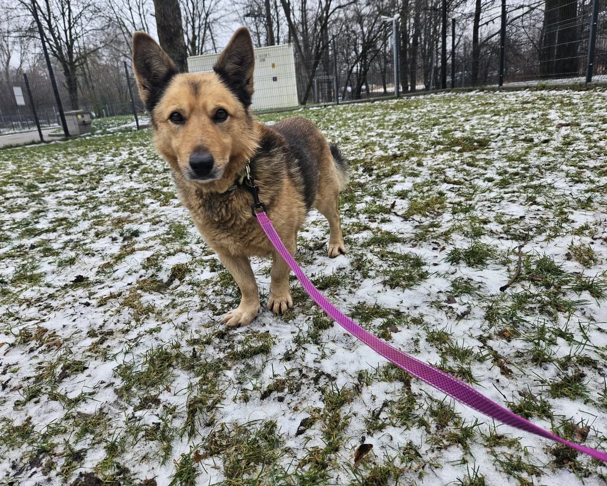 Rudi, Mixed Breed for adoption at Vilkaviškio Gyvūnų Globos Namai, Vilniaus m. sav.