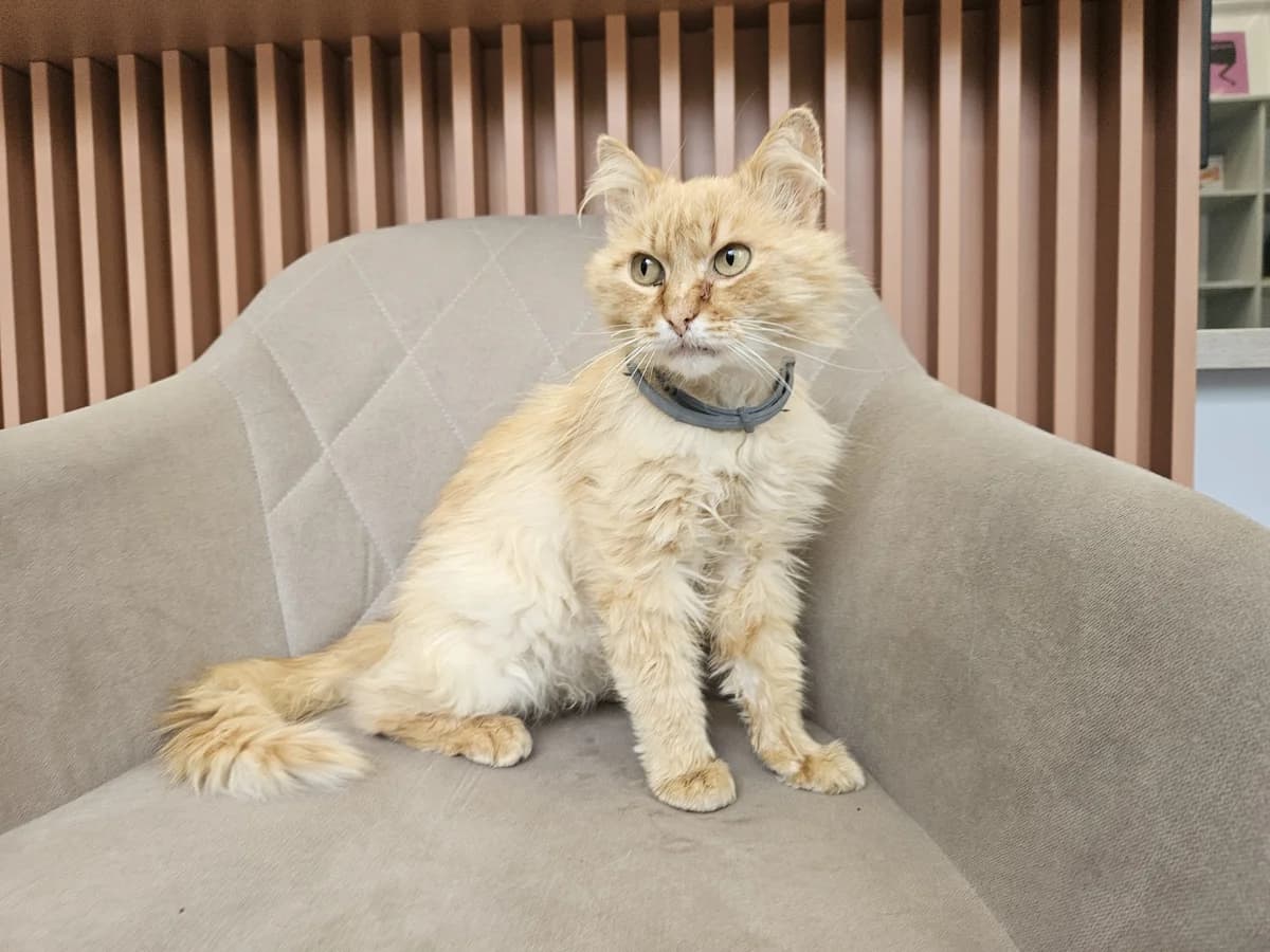 Ryžiukas,  Mixed Breed for adoption at Vilkaviškio Gyvūnų Globos Namai, Vilniaus m. sav.