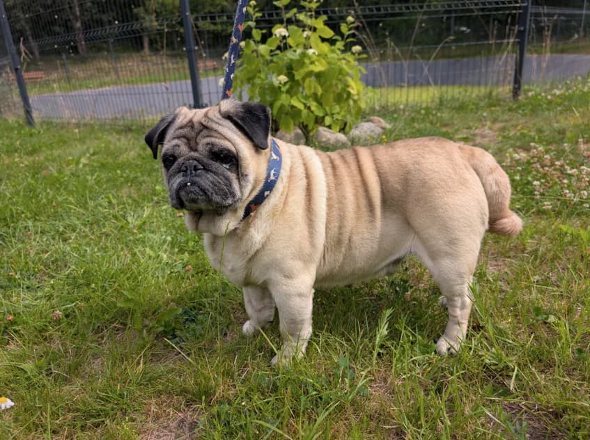 Sausainiukas, Mixed Breed for adoption at Vilkaviškio Gyvūnų Globos Namai, Vilniaus m. sav.