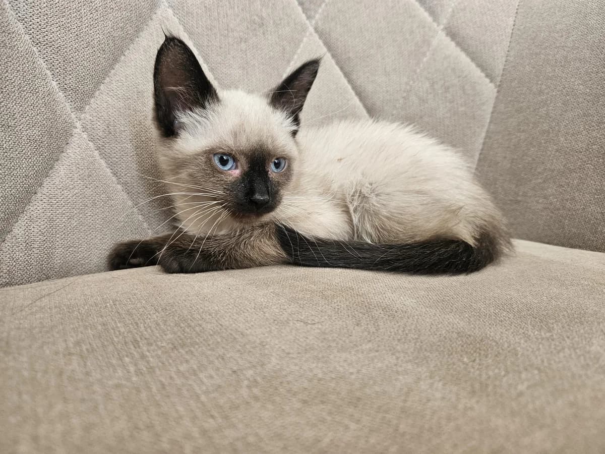 Semas,  Mixed Breed for adoption at Vilkaviškio Gyvūnų Globos Namai, Vilniaus m. sav.