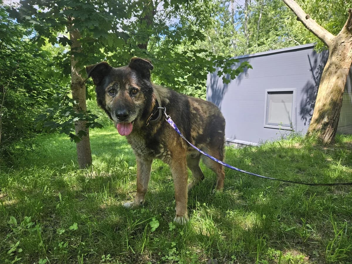 Seras,  Mixed Breed for adoption at Vilkaviškio Gyvūnų Globos Namai, Vilniaus m. sav.