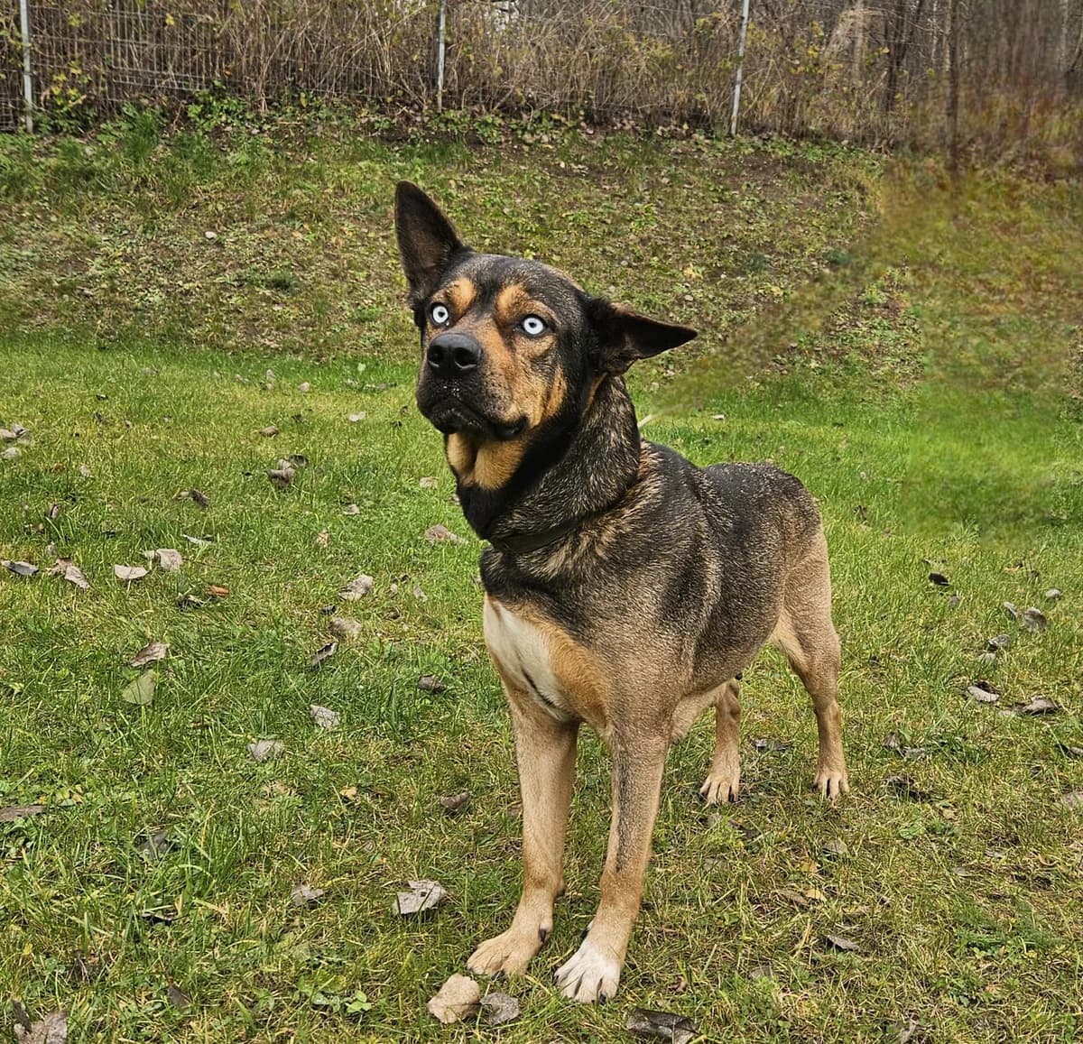 Šiaurė, Mixed Breed for adoption at Vilkaviškio Gyvūnų Globos Namai, Vilniaus m. sav.