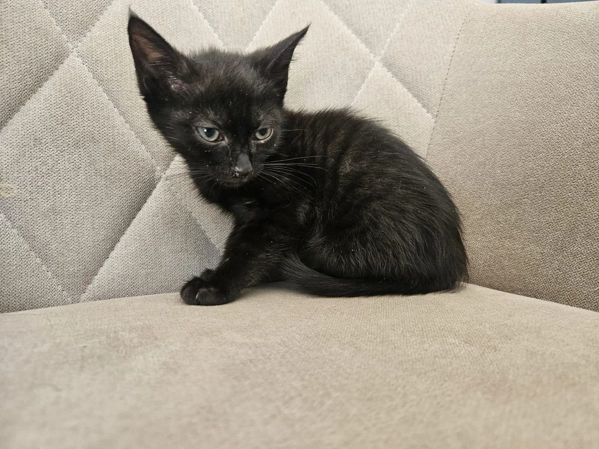Simka,  Mixed Breed for adoption at Vilkaviškio Gyvūnų Globos Namai, Vilniaus m. sav.