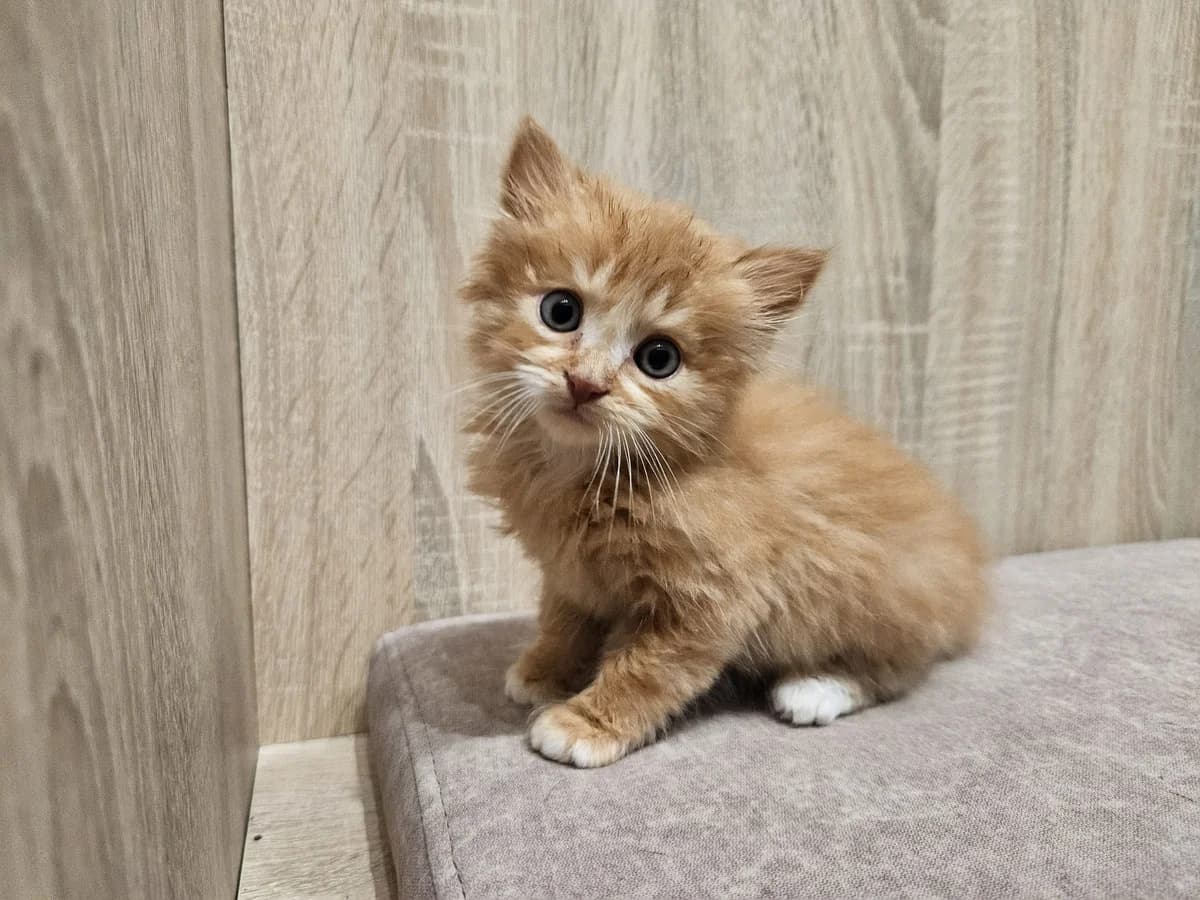 Šmikis,  Mixed Breed for adoption at Vilkaviškio Gyvūnų Globos Namai, Vilniaus m. sav.