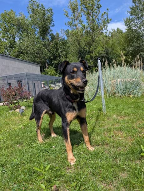 Taigo, Mixed Breed for adoption at Vilkaviškio Gyvūnų Globos Namai, Vilniaus m. sav.