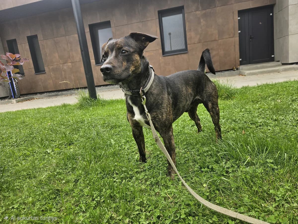 Teris,  Mixed Breed for adoption at Vilkaviškio Gyvūnų Globos Namai, Vilniaus m. sav.