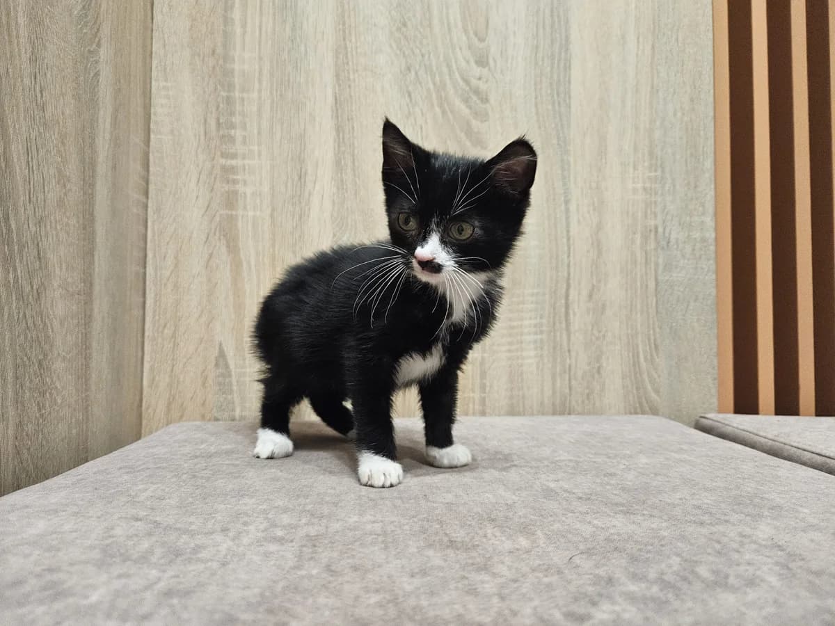 Vėtra,  Mixed Breed for adoption at Vilkaviškio Gyvūnų Globos Namai, Vilniaus m. sav.