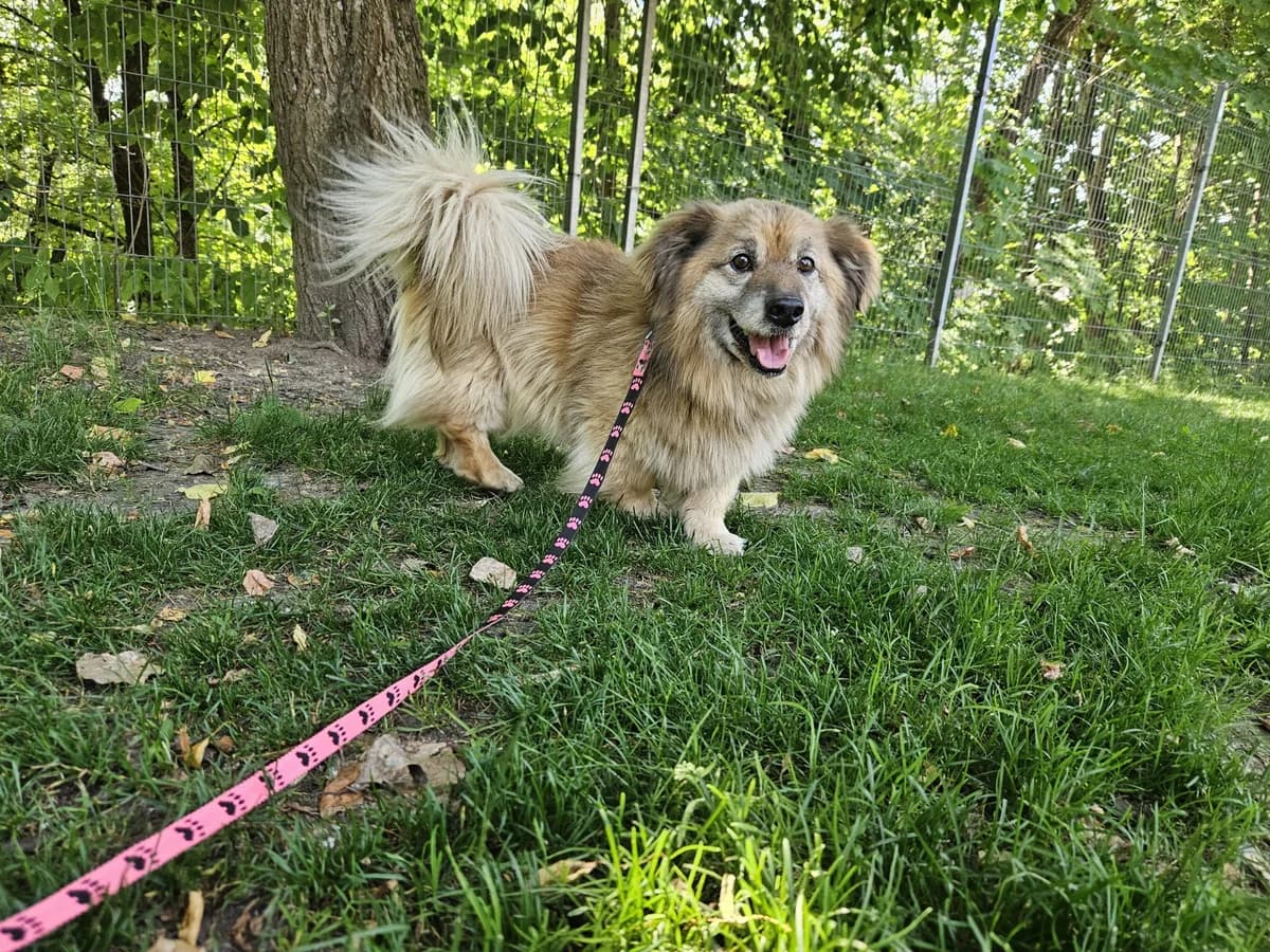 Vilis,  Mixed Breed for adoption at Vilkaviškio Gyvūnų Globos Namai, Vilniaus m. sav.