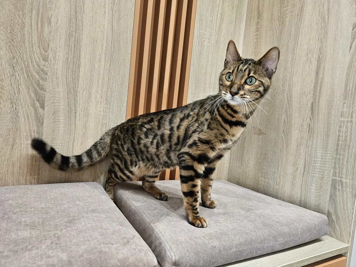 Vilis, Mixed Breed for adoption at Vilkaviškio Gyvūnų Globos Namai, Vilniaus m. sav.