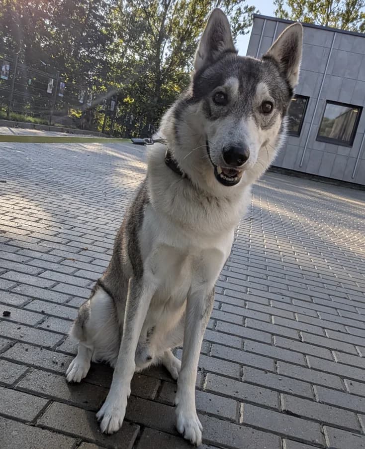 Vu,  Mixed Breed for adoption at Vilkaviškio Gyvūnų Globos Namai, Vilniaus m. sav.