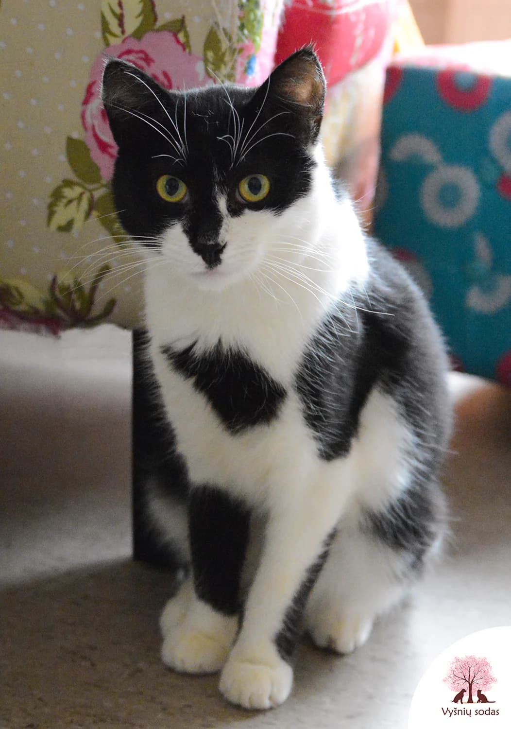 Baltoji Iltis, male Mixed Breed for adoption at Vysniu sodas, Vilnius