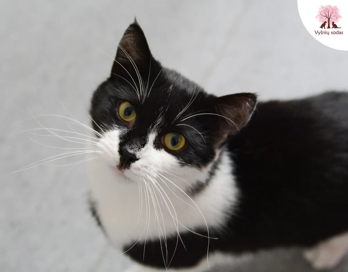 Baltoji Iltis, male Mixed Breed for adoption at Vysniu sodas — photo 2 of 5