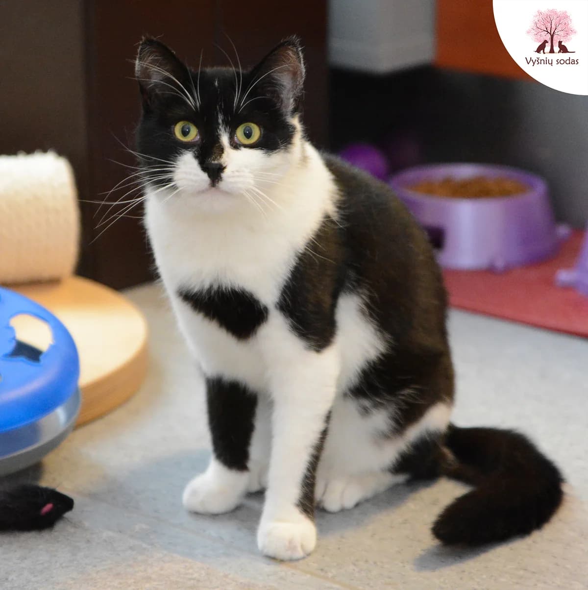 Baltoji Iltis, male Mixed Breed for adoption at Vysniu sodas — photo 3 of 5