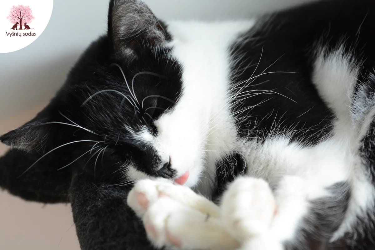 Baltoji Iltis, male Mixed Breed for adoption at Vysniu sodas — photo 4 of 5