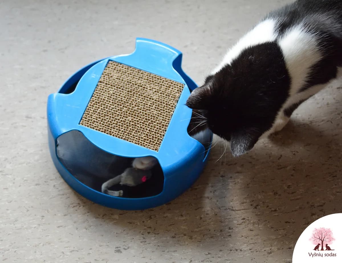 Baltoji Iltis, male Mixed Breed for adoption at Vysniu sodas — photo 5 of 5