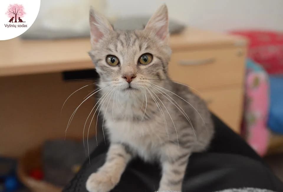 Bučkis, male Mixed Breed for adoption at Vysniu sodas, Vilnius