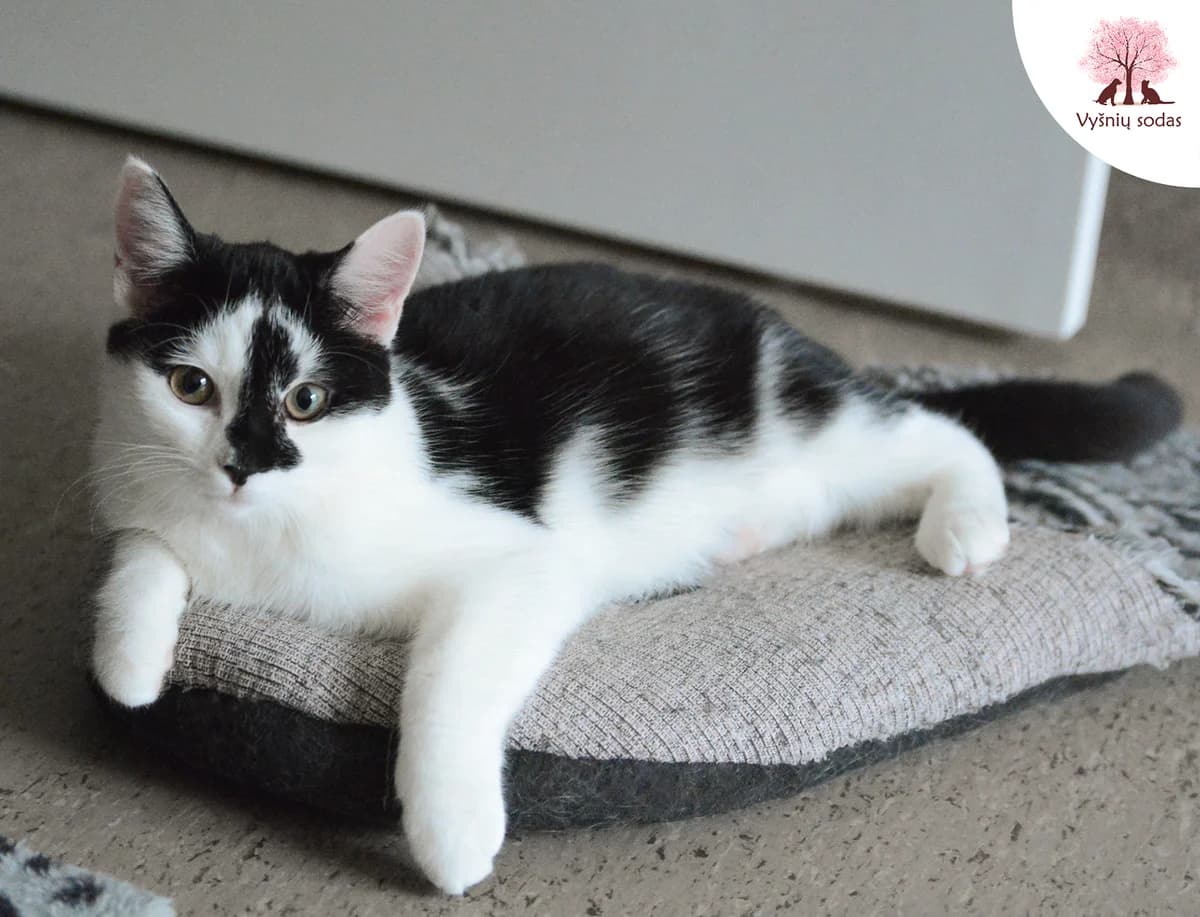 Coliukė, female Mixed Breed for adoption at Vysniu sodas