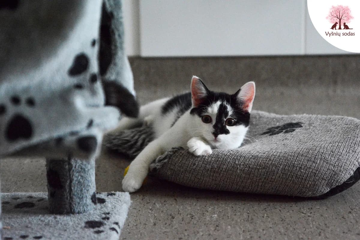 Coliukė, female Mixed Breed for adoption at Vysniu sodas — photo 2 of 3