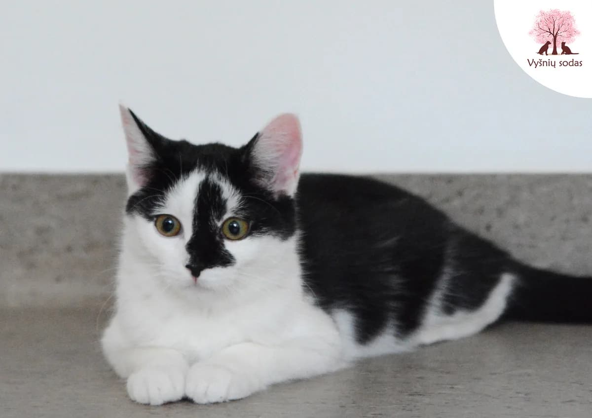 Coliukė, female Mixed Breed for adoption at Vysniu sodas — photo 3 of 3