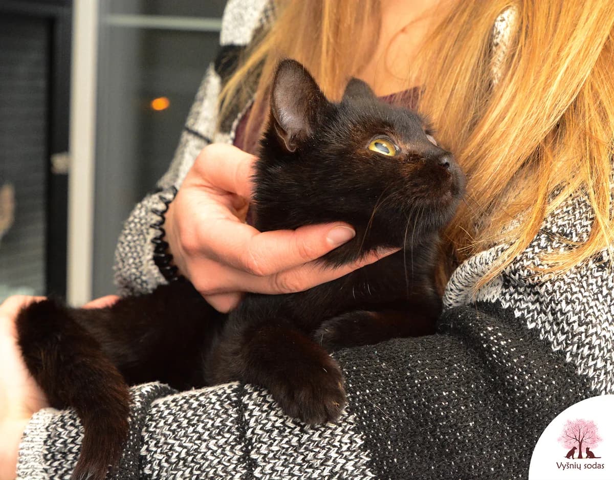 Dafis, male Mixed Breed for adoption at Vysniu sodas — photo 2 of 4