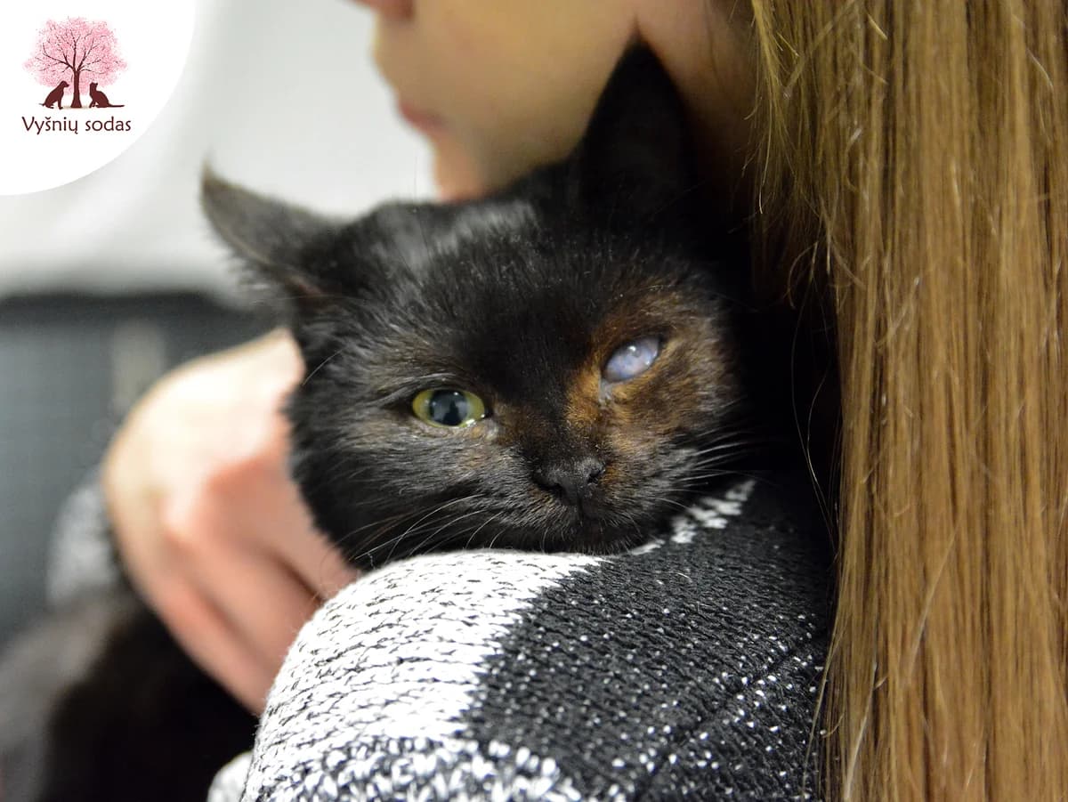 Dafis, male Mixed Breed for adoption at Vysniu sodas — photo 4 of 4