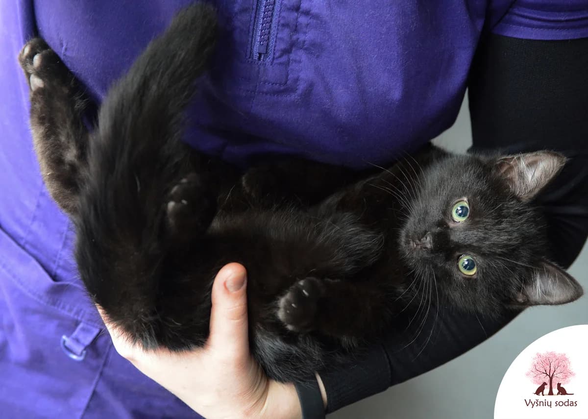 Deimantutė, female Mixed Breed for adoption at Vysniu sodas