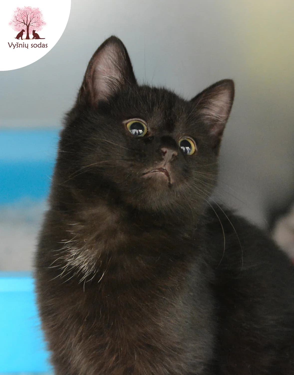 Deimantutė, female Mixed Breed for adoption at Vysniu sodas — photo 2 of 3