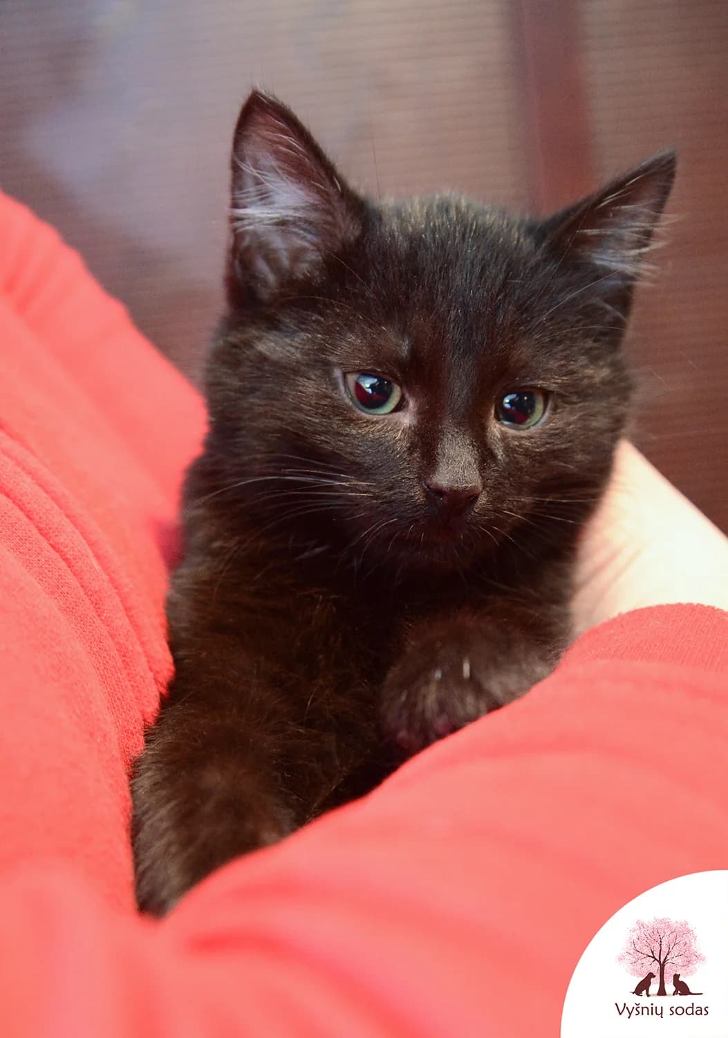 Deimantutė, female Mixed Breed for adoption at Vysniu sodas — photo 3 of 3