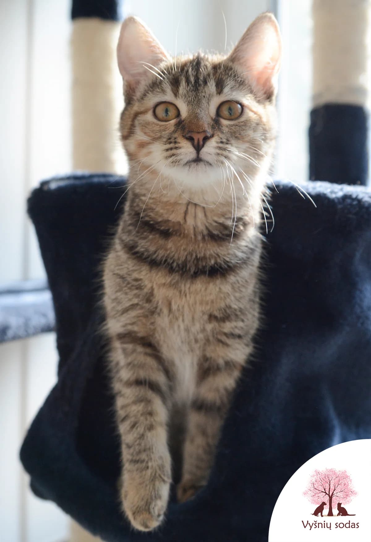 Demi Mur, female Mixed Breed for adoption at Vysniu sodas, Vilnius
