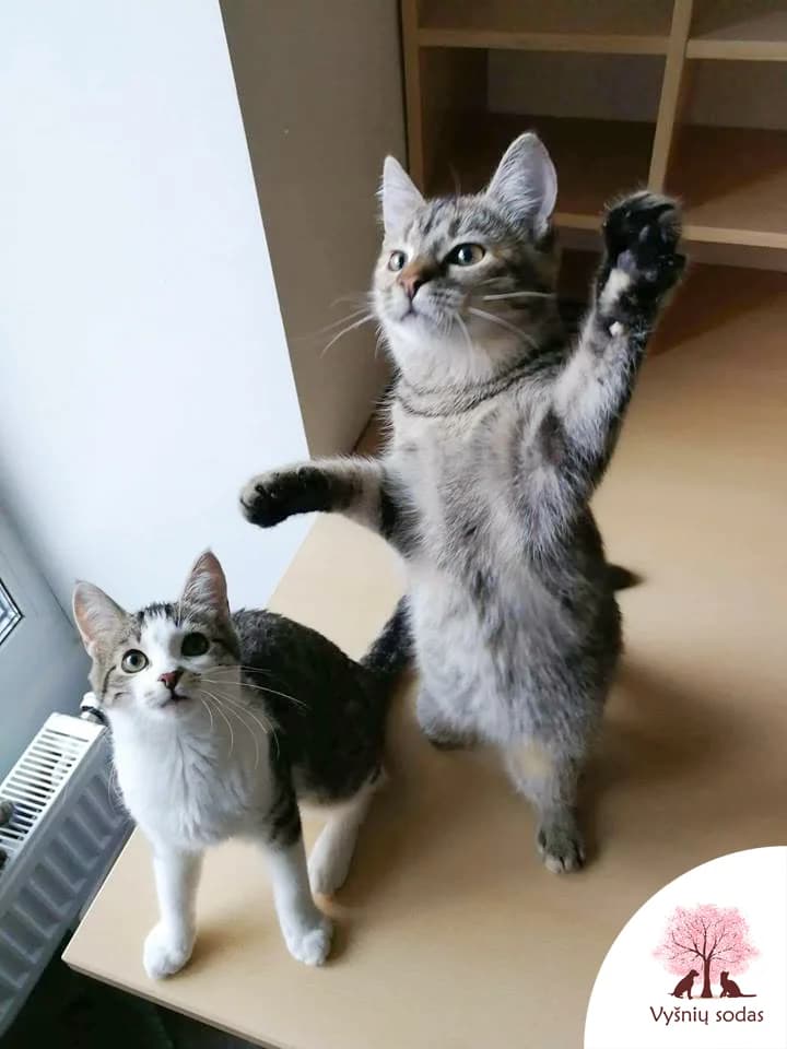 Demi Mur, female Mixed Breed for adoption at Vysniu sodas — photo 2 of 3