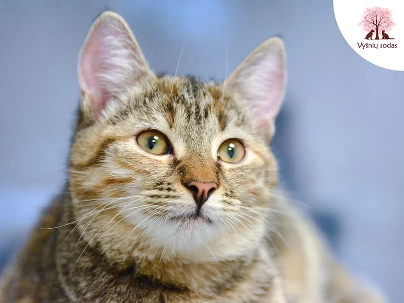 Demi Mur, female Mixed Breed for adoption at Vysniu sodas — photo 3 of 3