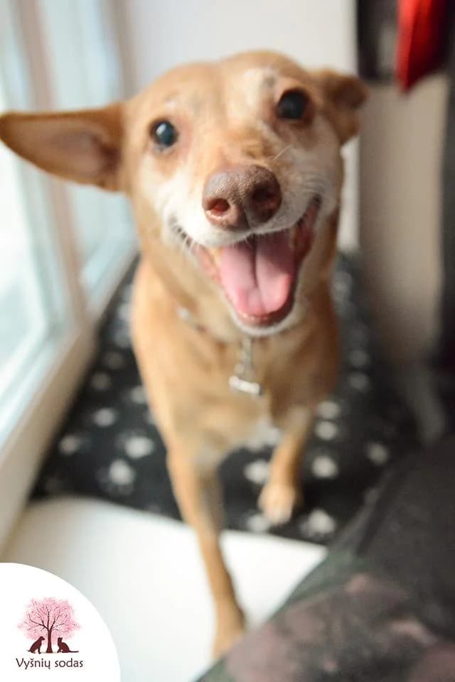 Dina, female Mixed Breed for adoption at Vysniu sodas, Vilnius