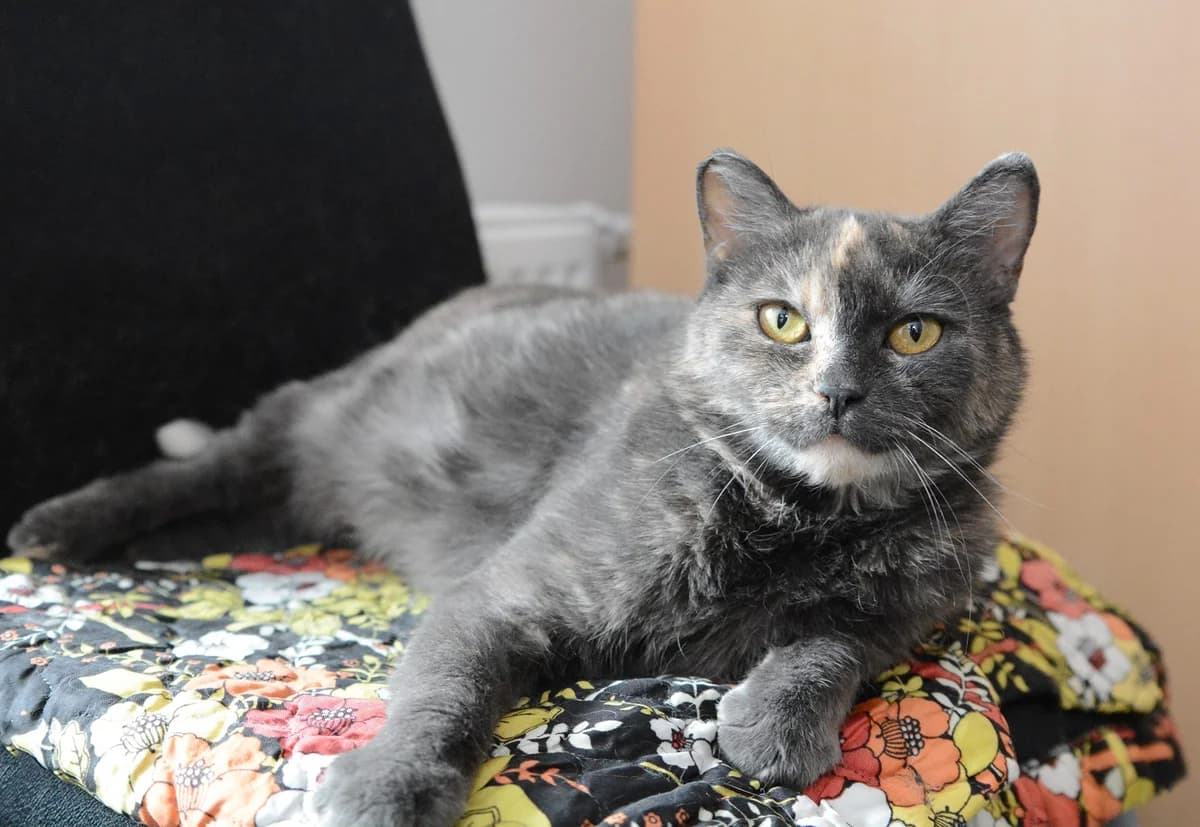 Doli, female Mixed Breed for adoption at Vysniu sodas, Vilnius