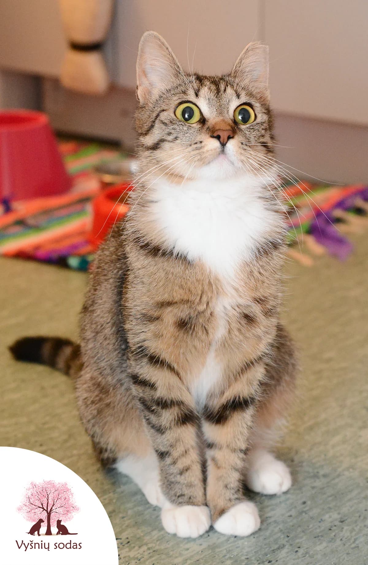 Eiša, female Mixed Breed for adoption at Vysniu sodas