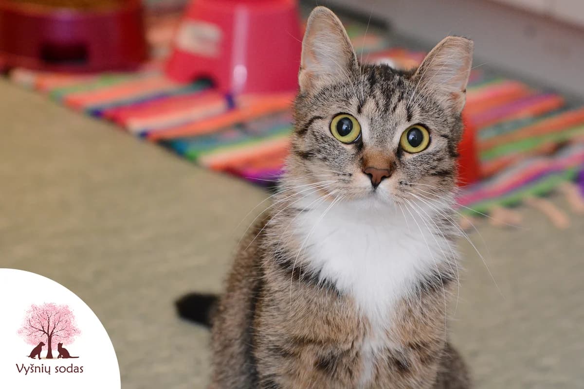 Eiša, female Mixed Breed for adoption at Vysniu sodas — photo 2 of 3