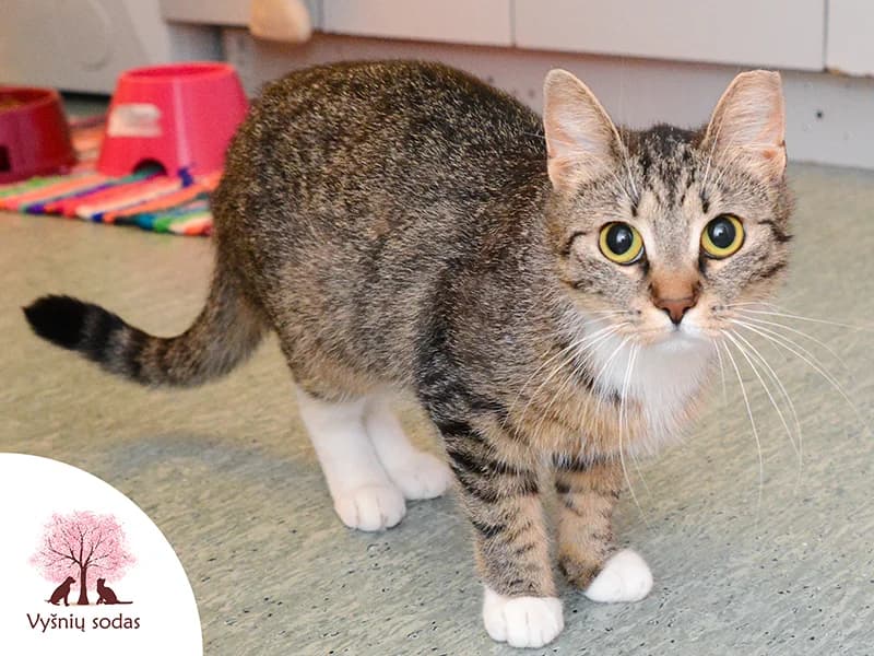 Eiša, female Mixed Breed for adoption at Vysniu sodas — photo 3 of 3