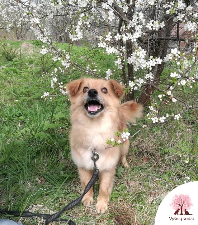 Fausta, female Mixed Breed for adoption at Vysniu sodas, Vilnius