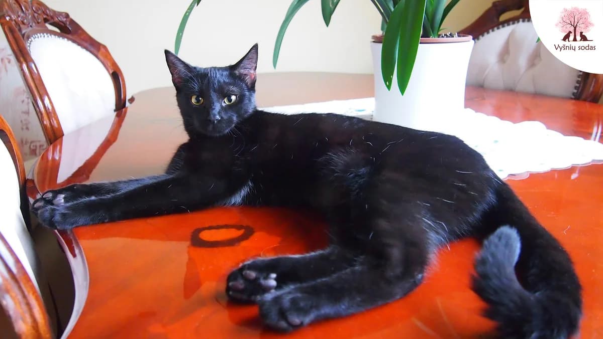 Gina, female Mixed Breed for adoption at Vysniu sodas