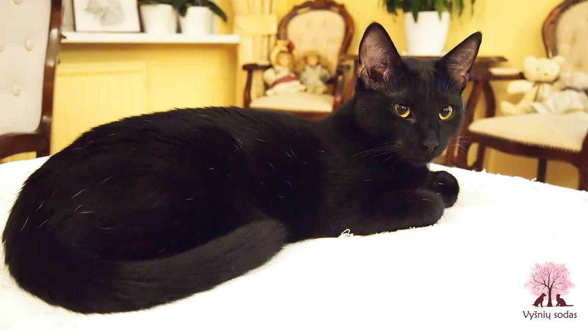 Gina, female Mixed Breed for adoption at Vysniu sodas — photo 2 of 3