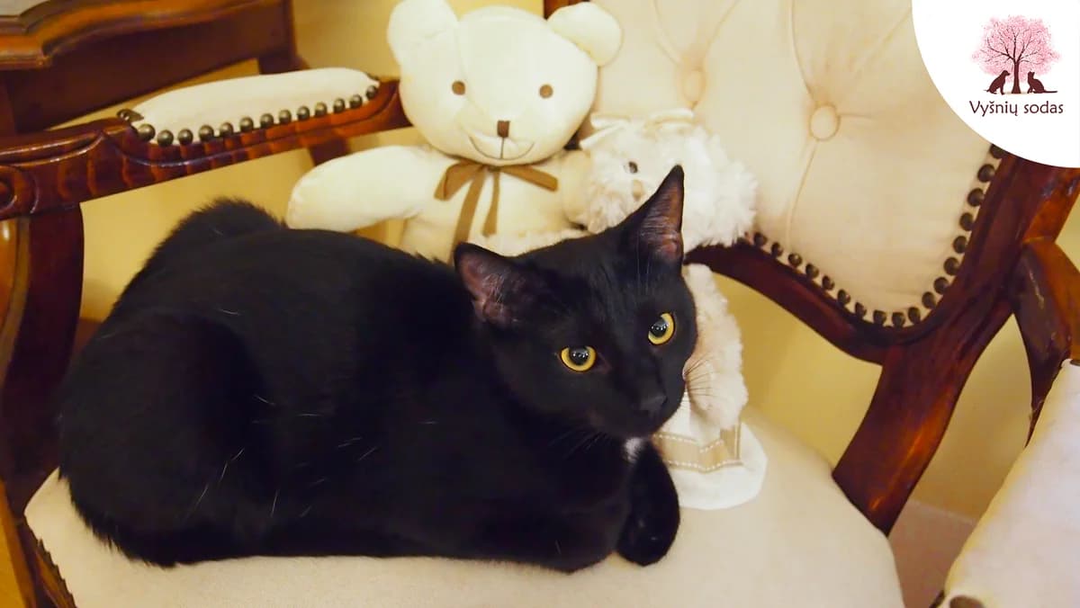 Gina, female Mixed Breed for adoption at Vysniu sodas — photo 3 of 3