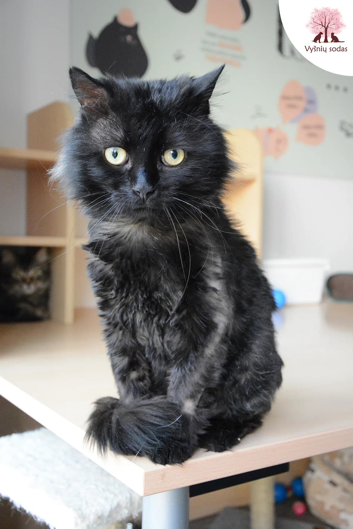 Horacijus, male Mixed Breed for adoption at Vysniu sodas, Vilnius