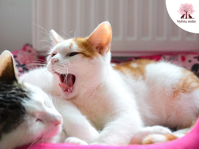 Irisas, male Mixed Breed for adoption at Vysniu sodas — photo 3 of 3